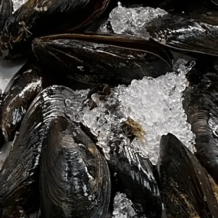 Fresh Mussels ( Qty 30-40 aprox per 2 pound bag )