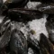 Fresh Mussels ( Qty 30-40 aprox per 2 pound bag )