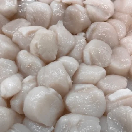 Fresh Scallops