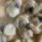 Frying-Clam-Bellys-Pic-Personal-Pic-rotated-3.jpg