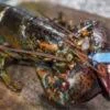 Maine Live Lobsters Shipped