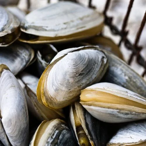 Steamer-Clams-iStock_000016870721_Small-3.jpg