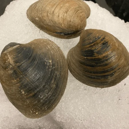 Cherry Stones (Qty 3-4 per order) - Larger Hard Shell Clam