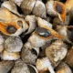 fresh conch in shell