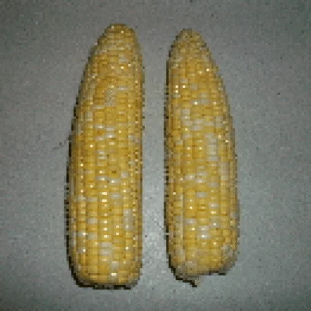 fresh corn on the cob