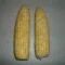 fresh corn on the cob