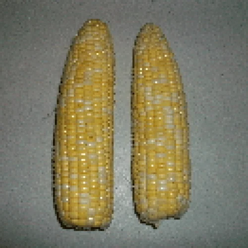 fresh corn on the cob