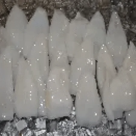 fresh squid tubes