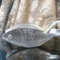 lemon squeezer metal fish shaped