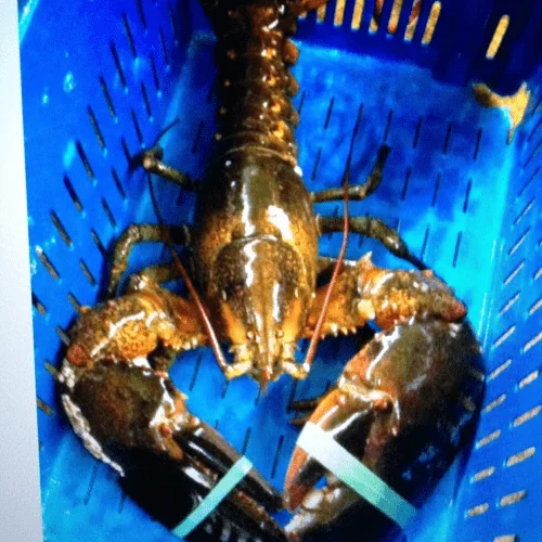 fresh live maine lobsters shipped