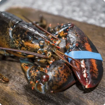 fresh live maine lobsters shipped