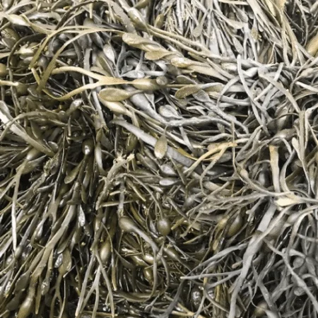 live seaweed