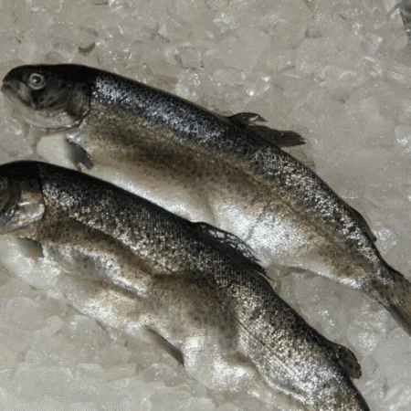 rainbow trout shipped