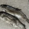 rainbow trout shipped
