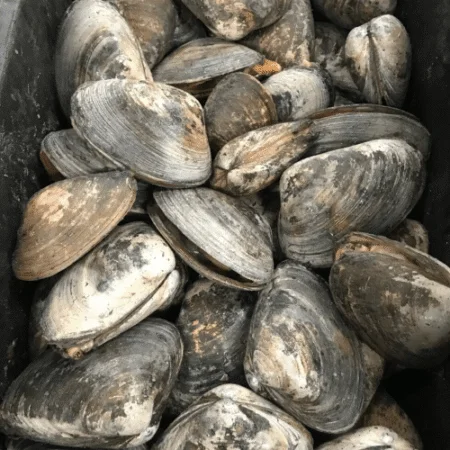 surf clams