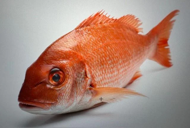 Whole Red Fish