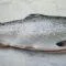 Whole Salmon - Farm Raised