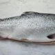 Whole Salmon - Farm Raised