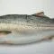 Whole Haddock