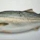 Whole Haddock