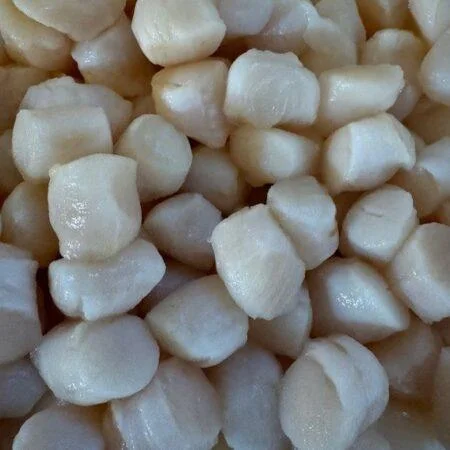 fresh bay scallops