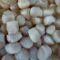 fresh bay scallops