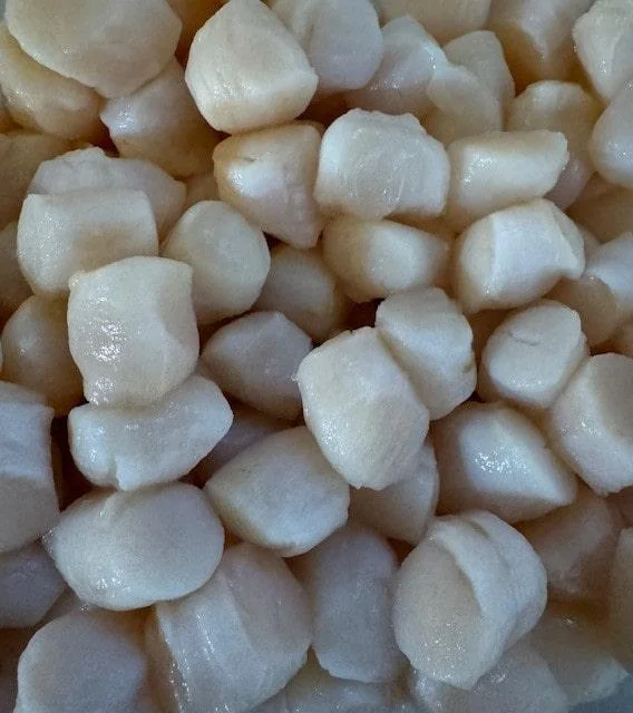 fresh bay scallops