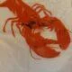 plastic lobster bibs