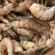 Shell on Shrimp (u8-u12)