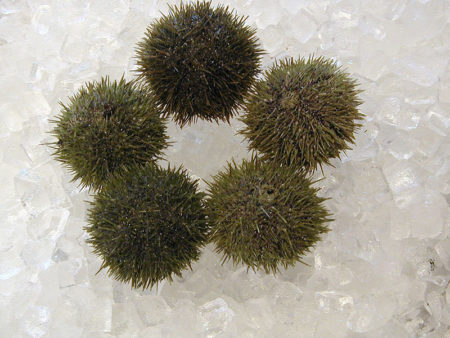 Sea Urchins shipped