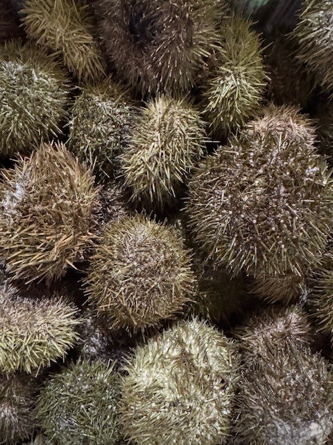 Sea Urchins Shipped