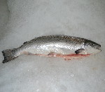 Whole Fresh Salmon