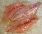 Freshwater Catfish Fillets