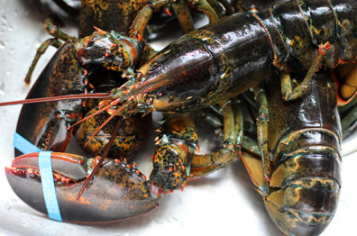 Maine Lobsters Shipped