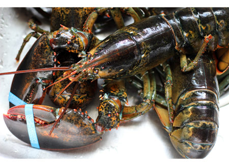 Maine Lobsters Shipped - FREE SHIPPING