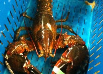 Maine Live Lobsters shipped