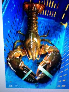 Maine Live Lobsters