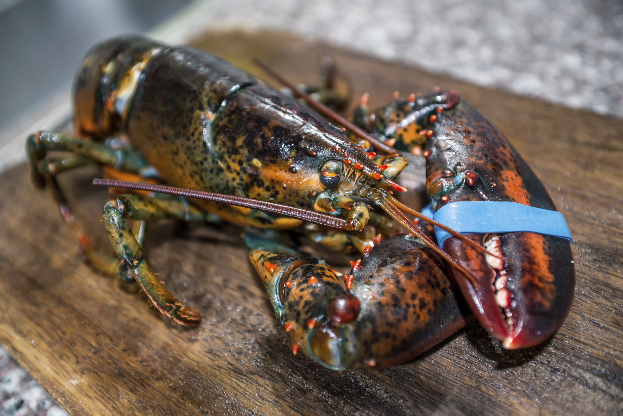 Live Maine Lobsters Shipped The Fresh Lobster Company