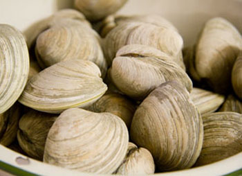 Fresh Clams Shipped and Fresh Shellfish Delivery