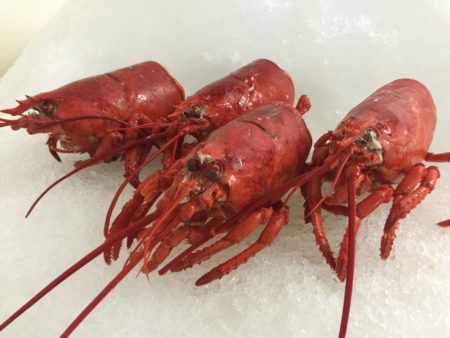 Fresh Lobster Bodies Shipped