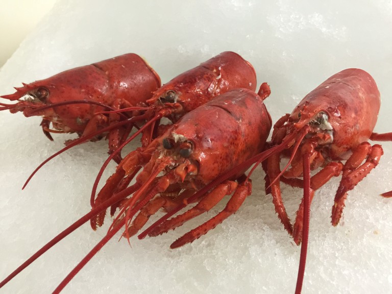 Frozen Lobster MeatTail, Knuckle, Claw(2 Pounds Per Order - COOKED ...