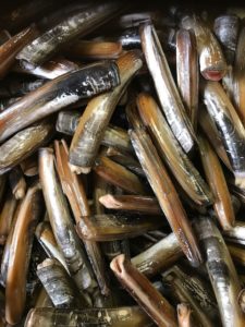 Razor Clams Shipped | The Fresh Lobster Company