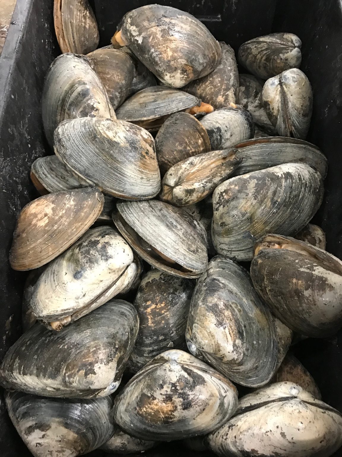 Surf Clams (Large Clam) Aprox Qty 78 per 10 lb bundle The Fresh