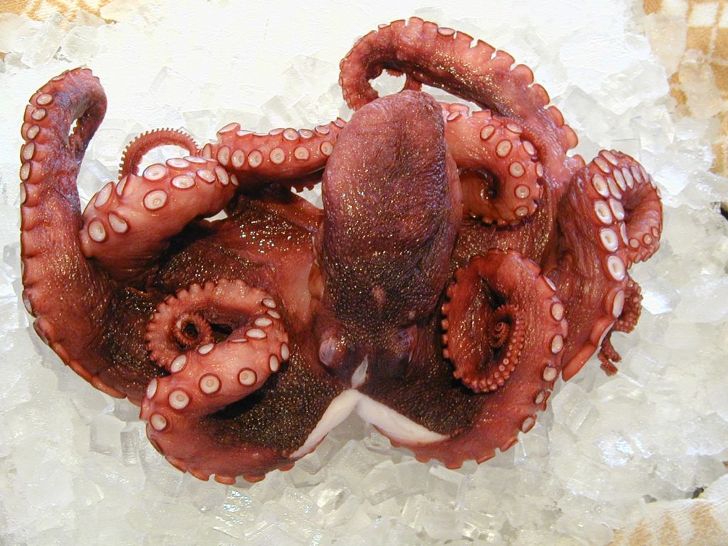 Portuguese Octopus ( 46 pound range per ) CleanedWhole / FROZEN