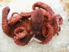 Portuguese Octopus