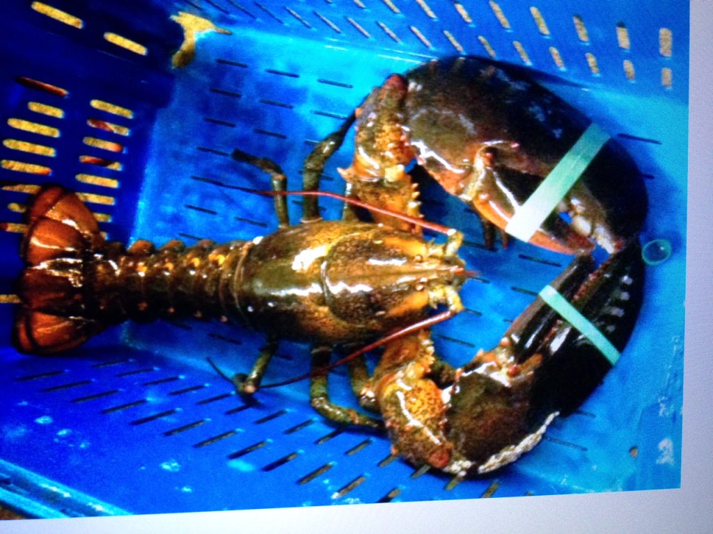 Maine Live Lobsters Shipped The Fresh Lobster Company