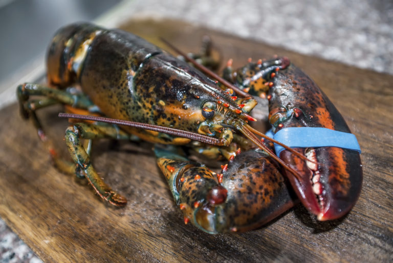 Live Lobster Delivery The Fresh Lobster Company