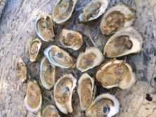 Fresh Oysters Shipped