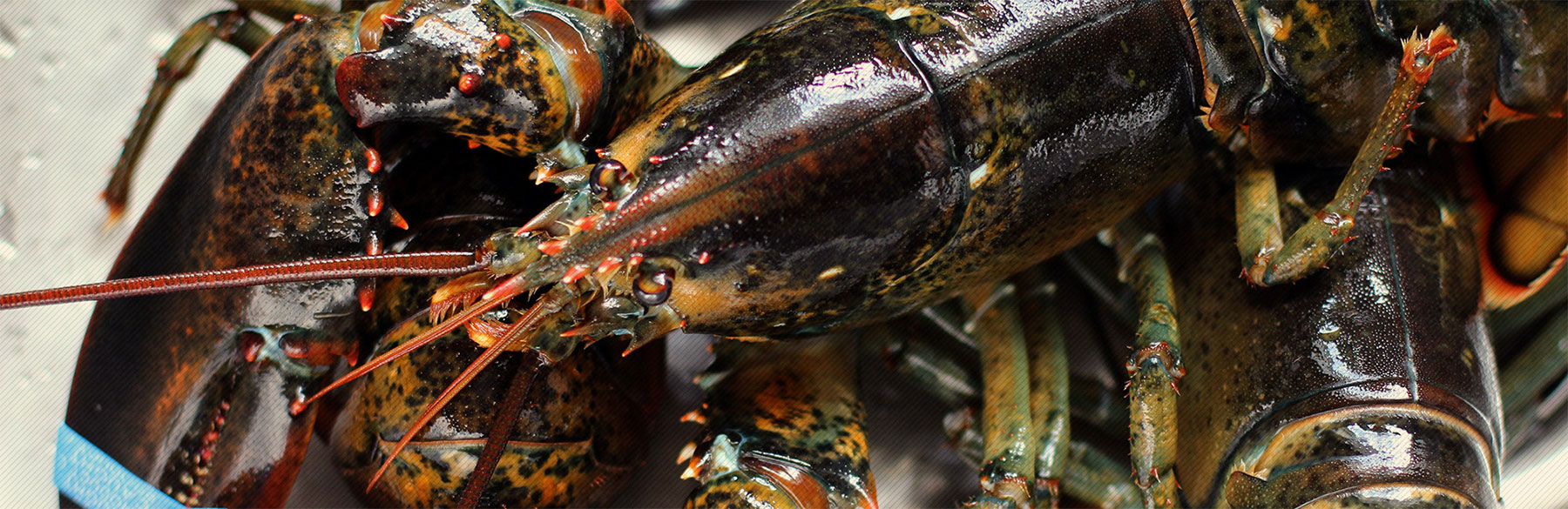 Buy Maine Live Lobsters Online. Fresh Lobster Meat Delivery | The Fresh