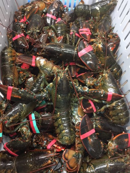 Maine Lobsters FREE SHIPPING - Qty 10